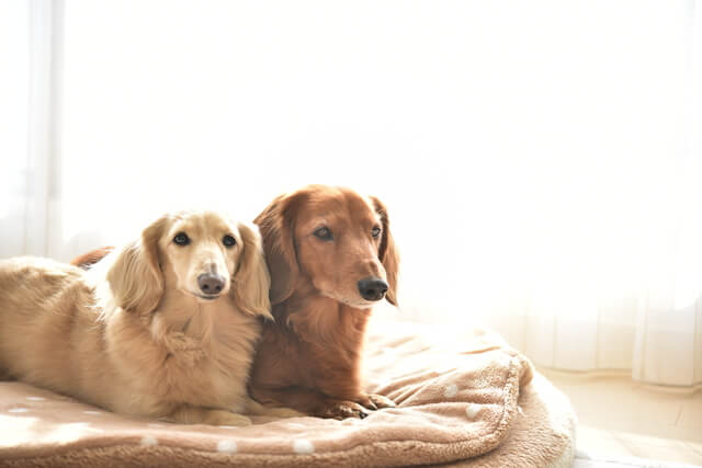 滋賀で犬と触れ合えるドッグカフェ3選 グッズ販売 撮影スポットも Moffme