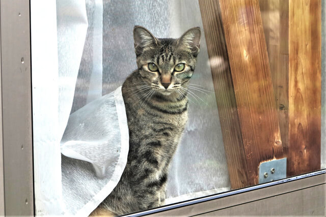 猫のオスとメスの見分け方 誰でも分かる猫の性別の見分け方を紹介 Moffme 猫のオスとメスの見分け方 誰でも分かる猫の性別の見分け方を紹介 Moffme