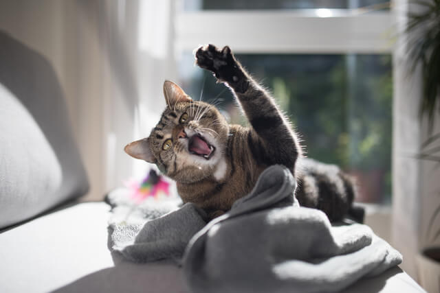 猫が寄りかかって寝る理由は 寄り添ってくる理由を6つ解説 Moffme 猫が寄りかかって寝る理由は 寄り添ってくる理由を6つ解説 Moffme