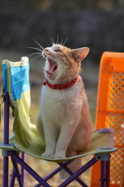 猫がお腹の上で寝る理由を紹介 寝る場所で変わる猫の気持ち Moffme
