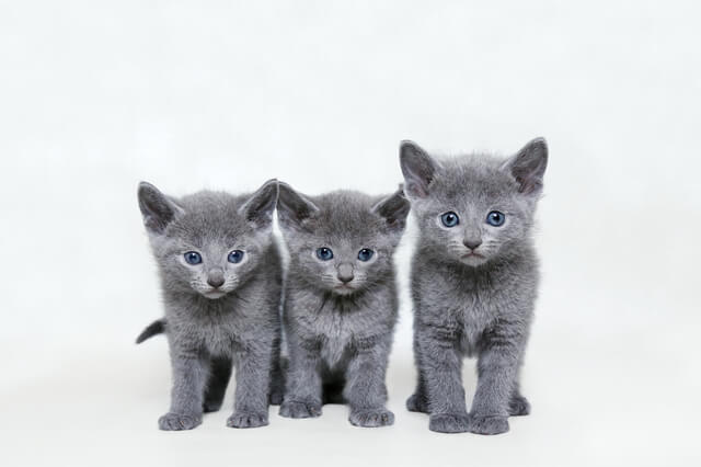 グレー色の猫を詳しく紹介 グレー猫の魅力や特徴を解説します Moffme