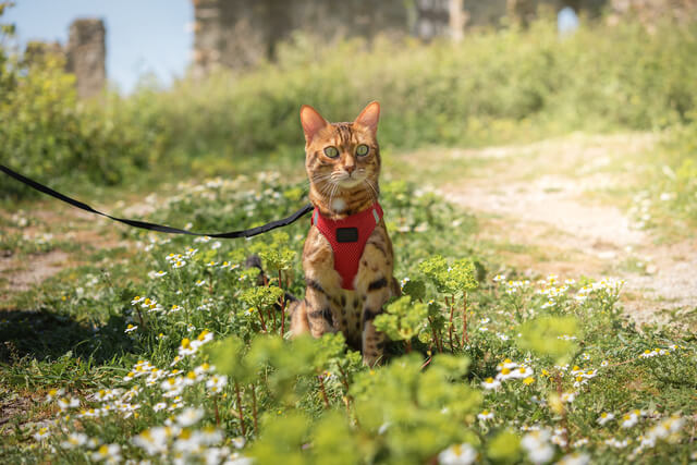 猫の体重表 体長表を紹介 あなたの猫は太りすぎ 痩せすぎ Moffme