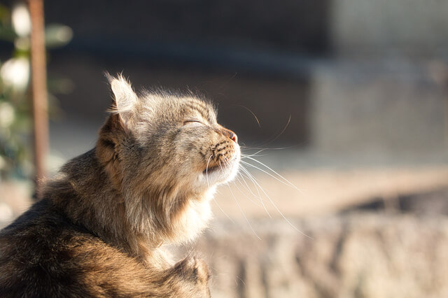 猫が甘噛みしながらキックしてくる理由を解説 どんな意味がある Moffme