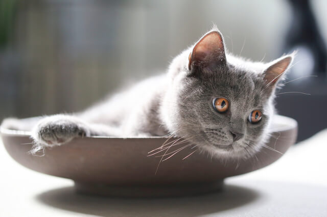 猫は洗濯ネットに入れると大人しくなる 暴れる猫を落ち着ける方法 Moffme 猫は洗濯ネットに入れると大人しくなる 暴れる猫を落ち着ける方法 Moffme