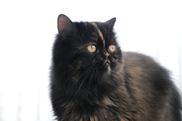 猫がため息をするのはなぜ 鼻息荒い時は 何かの病気の兆候 Moffme
