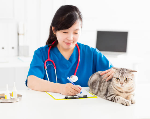 猫のお腹がパンパンにかたい そんな場合に疑われる病気の症状は Moffme 猫のお腹がパンパンにかたい そんな場合に疑われる病気の症状は Moffme