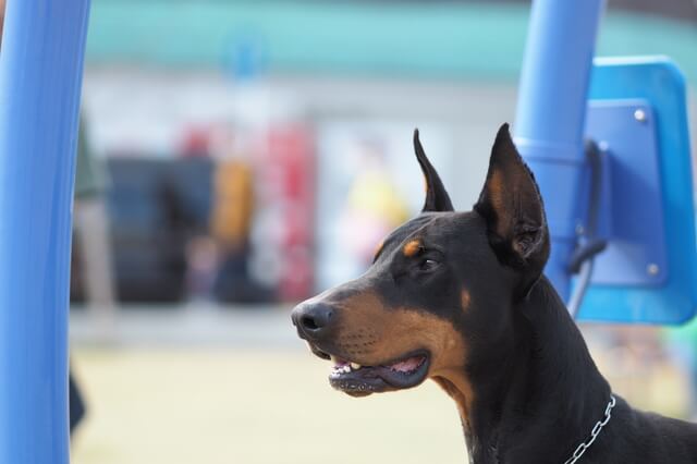 獣医師監修 犬の膀胱炎はどんな病気 症状 原因 治療費 治療法なども紹介 Moffme 獣医師監修 犬の膀胱炎はどんな病気 症状 原因 治療費 治療法なども紹介 Moffme