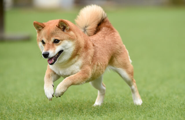 獣医師監修 犬が認知症になるとどんな症状が出る 原因や予兆 治療法なども紹介 Moffme