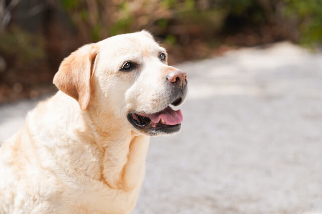 獣医師監修 犬のクッシング症候群とは 症状や治療費 治療法 検査法を解説 Moffme