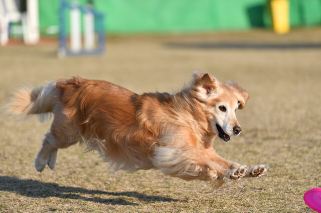 獣医師監修 犬の肺水腫とは 初期症状の咳 嘔吐や吐血は要注意 肺水腫を解説 Moffme