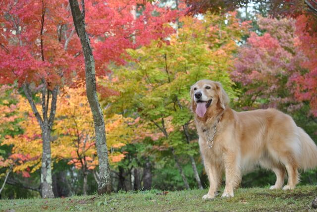 獣医師監修 犬のパルボウイルスとは 感染症をワクチンで防ぐ 症状や治療を解説 Moffme