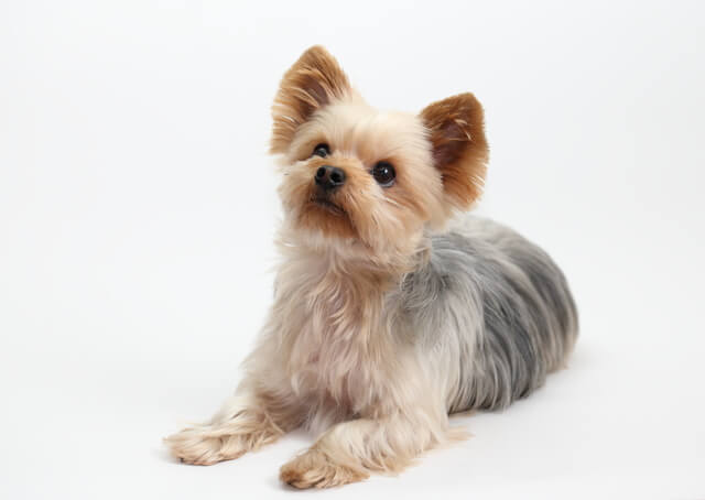 獣医師監修 犬の鼻炎とは ネブライザー等の薬やサプリメントで完治できるの Moffme