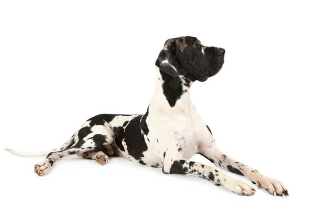 獣医師監修 犬の風邪 ケンネルコフとは 原因や症状 治療法や予防法を解説 Moffme