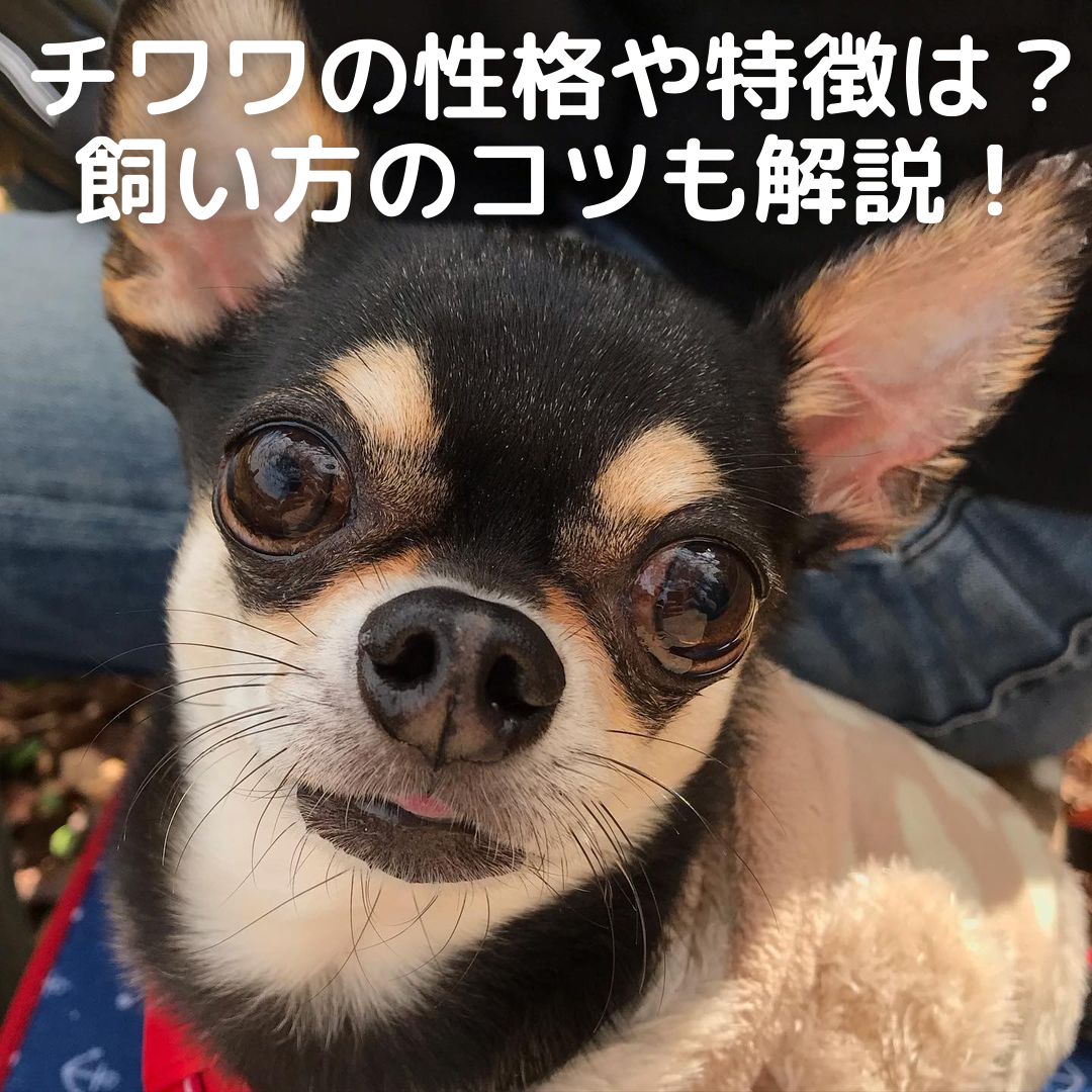 チワワの性格や特徴は 元気溌剌で凶暴 飼い方のコツや病気も解説 Moffme チワワの性格や特徴は 元気溌剌で凶暴 飼い方のコツや病気も解説 Moffme