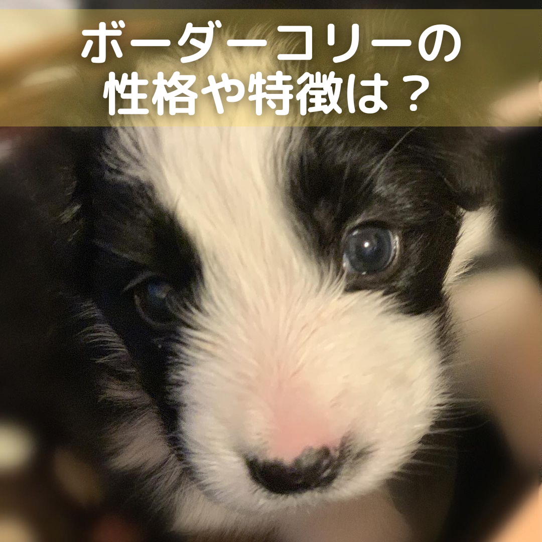 ボーダーコリーの性格や特徴は 毛色や飼い方 病気についても解説 Moffme ボーダーコリーの性格や特徴は 毛色や飼い方 病気についても解説 Moffme