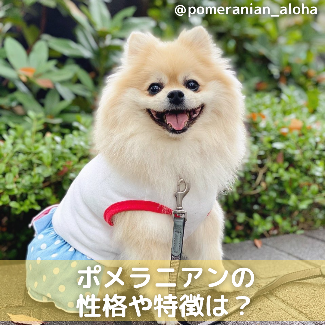 ポメラニアンの性格や特徴は 飼い方や価格 なりやすい病気も解説 Moffme ポメラニアンの性格や特徴は 飼い方や価格 なりやすい病気も解説 Moffme