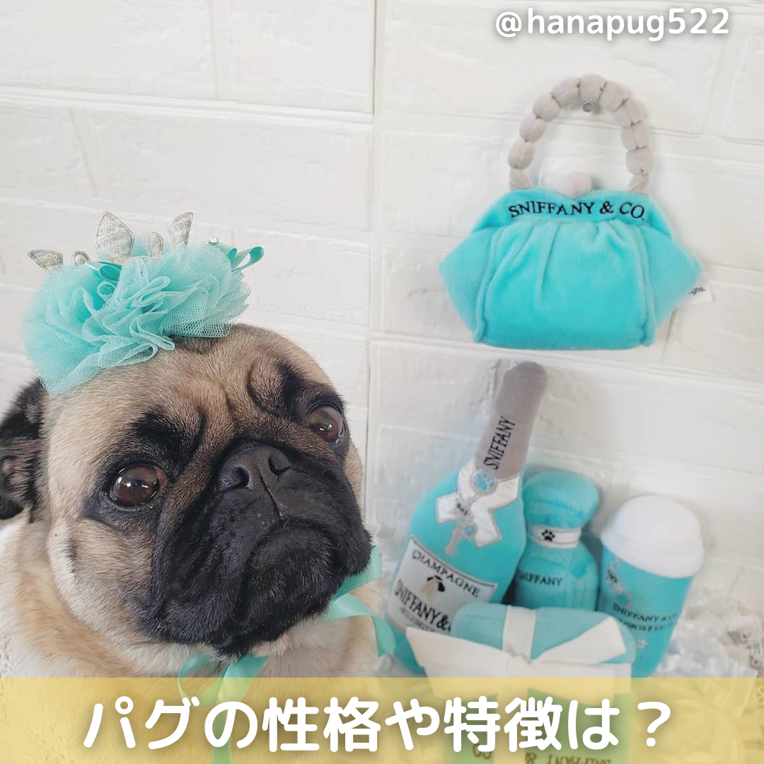 パグの性格や特徴は 素直でお利口 飼い方のコツや注意点等を解説 Moffme パグの性格や特徴は 素直でお利口 飼い方のコツや注意点等を解説 Moffme