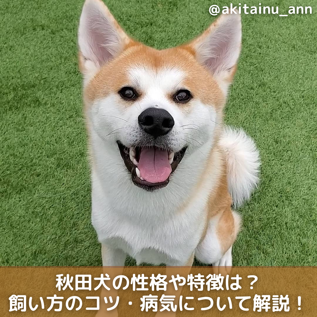 秋田犬の性格や特徴は 飼い方のコツ 病気についても解説 Moffme