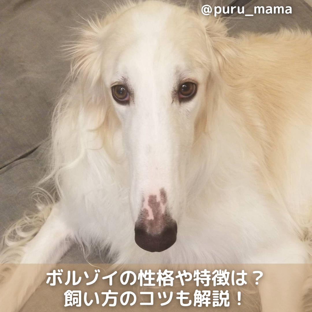 ボルゾイの性格や特徴は 飼い方のコツや寿命 しつけ方も解説 Moffme ボルゾイの性格や特徴は 飼い方のコツや寿命 しつけ方も解説 Moffme