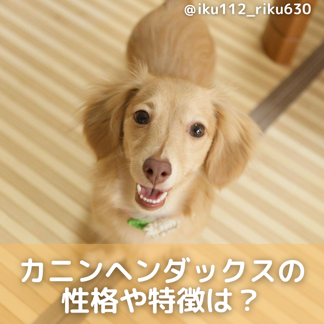 カニンヘンダックスの性格や特徴は しつけ方や寿命について解説 Moffme