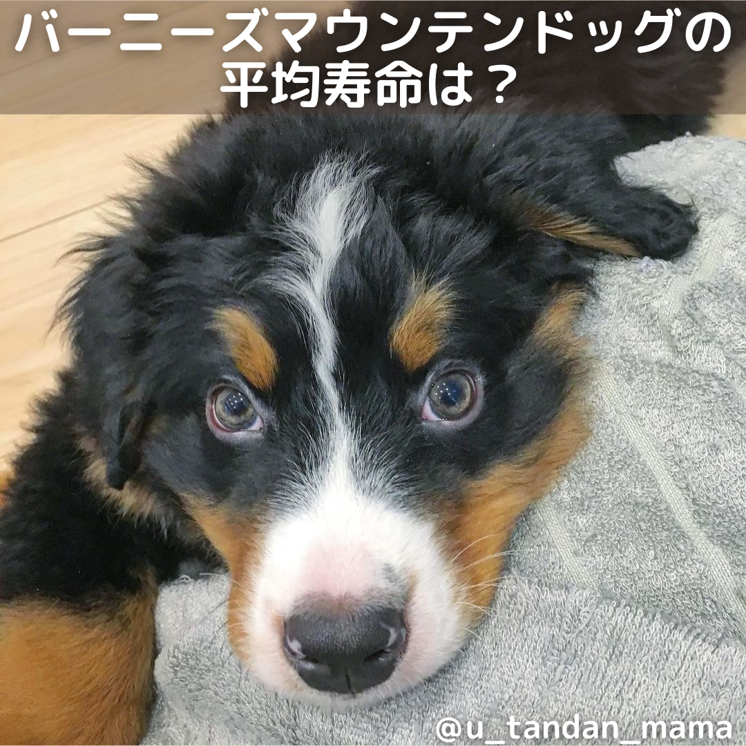 獣医師監修 バーニーズマウンテンドッグの平均寿命は 病気や長生きのコツも解説 Moffme