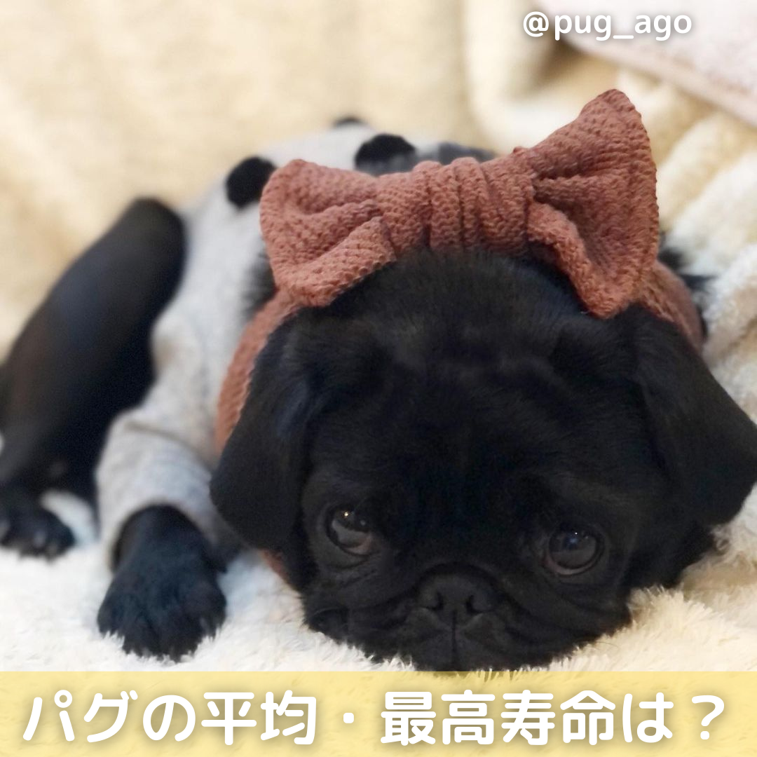 獣医師監修 パグの平均 最長寿命は何年 長生きのコツや病気の予防 保険も解説 Moffme