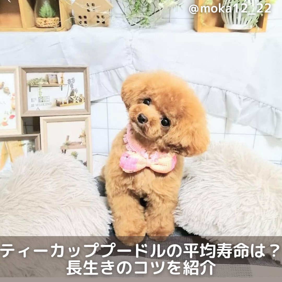 獣医師監修 ティーカッププードルの平均寿命は 長生きするコツや飼い方を紹介 Moffme 獣医師監修 ティーカッププードルの平均寿命は 長生きするコツや飼い方を紹介 Moffme