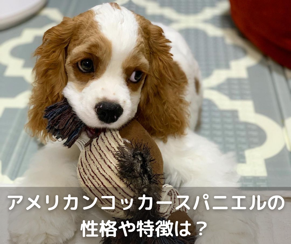 アメリカンコッカースパニエルの性格や特徴は 飼い方のコツも解説 Moffme アメリカンコッカースパニエルの性格や特徴は 飼い方のコツも解説 Moffme