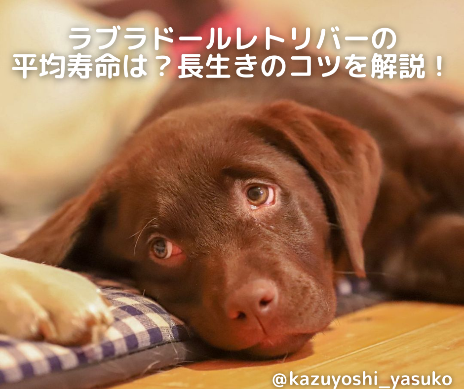 獣医師監修 ラブラドールレトリバーの平均寿命は 長生きのコツや保険も解説 Moffme