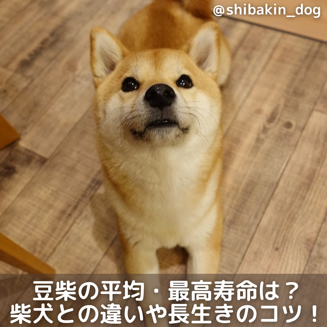 獣医師監修 豆柴の平均 最高寿命は 柴犬との違いや長生きのコツ 保険も解説 Moffme