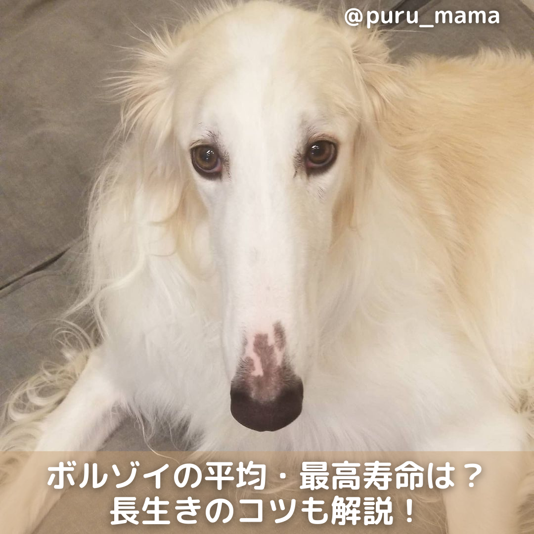 獣医師監修 ボルゾイの平均 最高寿命は かかりやすい病気や長生きのコツも解説 Moffme 獣医師監修 ボルゾイの平均 最高寿命は かかりやすい病気や長生きのコツも解説 Moffme