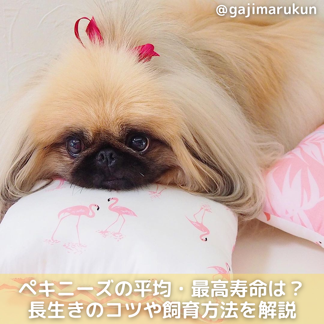 獣医師監修 ペキニーズの平均 最高寿命は 長生きのコツや飼育方法を徹底解説 Moffme