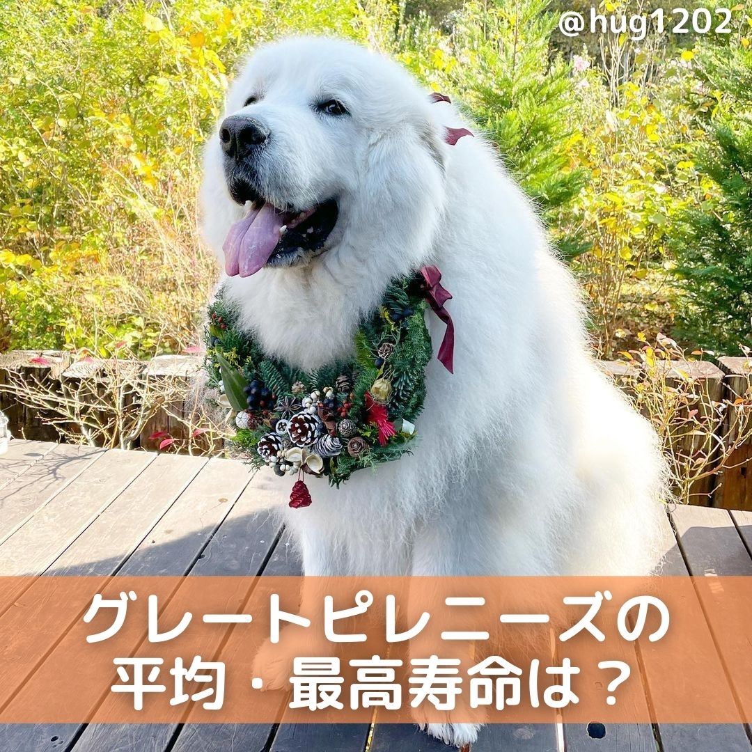 獣医師監修 グレートピレニーズの平均 最高寿命は 長生きのコツも詳しく解説 Moffme