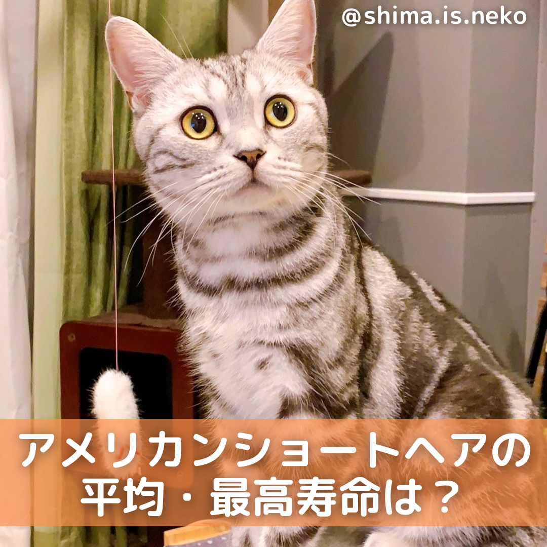 獣医師監修 アメリカンショートヘアの平均 最高寿命は 長生きのコツ等も解説 Moffme