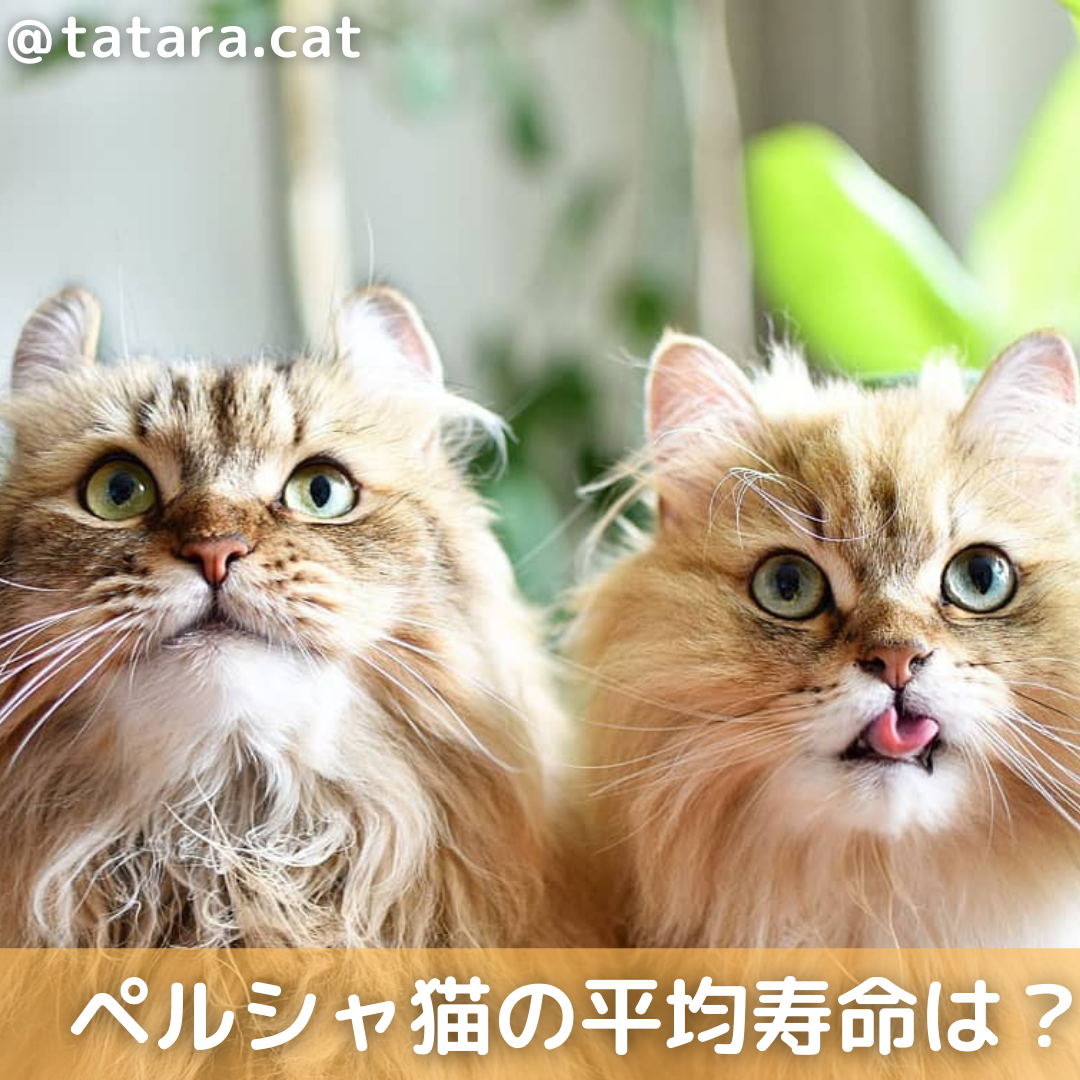 獣医師監修 ペルシャ猫の平均寿命は かかりやすい病気や長生きのコツを解説 Moffme