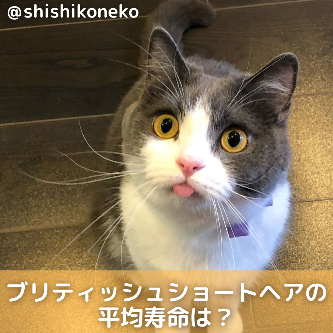 獣医師監修 ブリティッシュショートヘアの平均寿命は 長生きのコツも徹底解説 Moffme