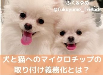 犬と猫へのマイクロチップの取り付け義務化について詳しく解説 Moffme 犬と猫へのマイクロチップの取り付け義務化について詳しく解説 Moffme
