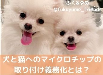 犬と猫へのマイクロチップの取り付け義務化について詳しく解説 Moffme