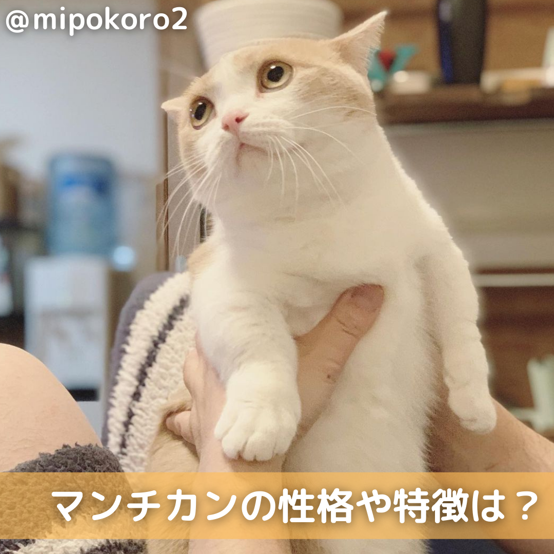 マンチカン マルチカン の性格や特徴は 飼い方のコツや病気も解説 Moffme マンチカン マルチカン の性格や特徴は 飼い方のコツや病気も解説 Moffme