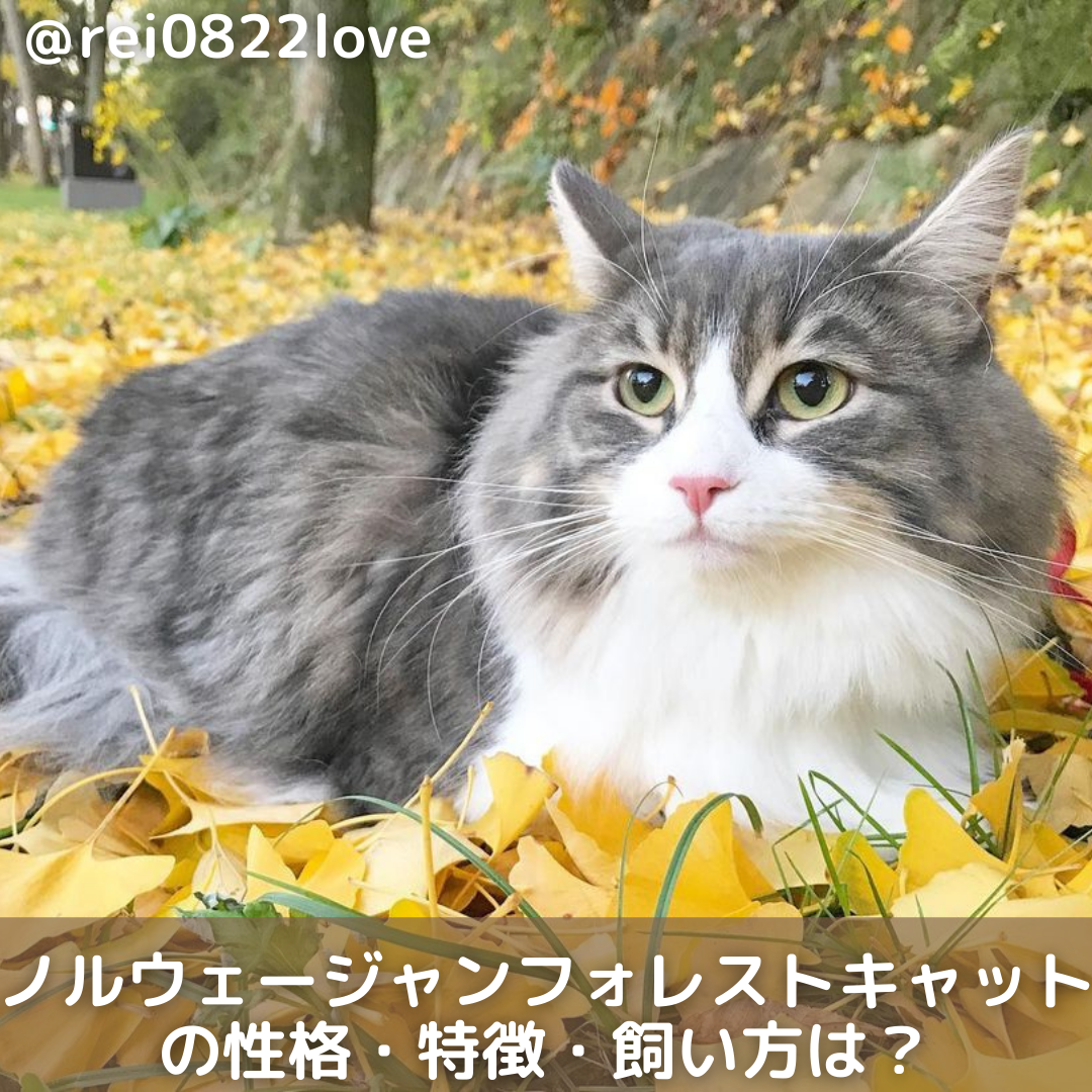 ノルウェージャンフォレストキャットの性格や特徴 飼い方を解説 Moffme ノルウェージャンフォレストキャットの性格や特徴 飼い方を解説 Moffme