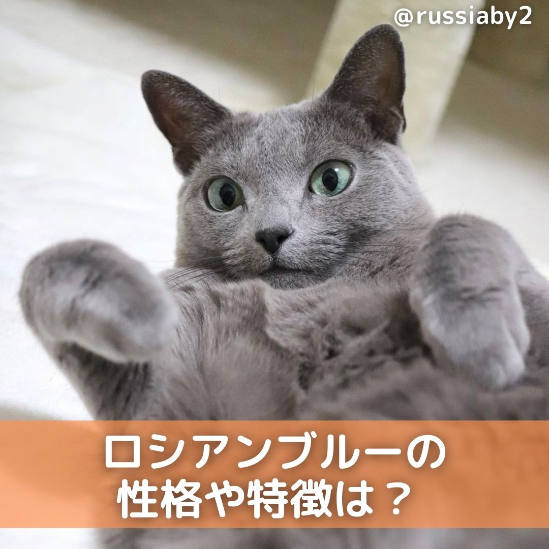ロシアンブルーの性格や特徴は 飼い方のコツや病気 値段も解説 Moffme ロシアンブルーの性格や特徴は 飼い方のコツや病気 値段も解説 Moffme