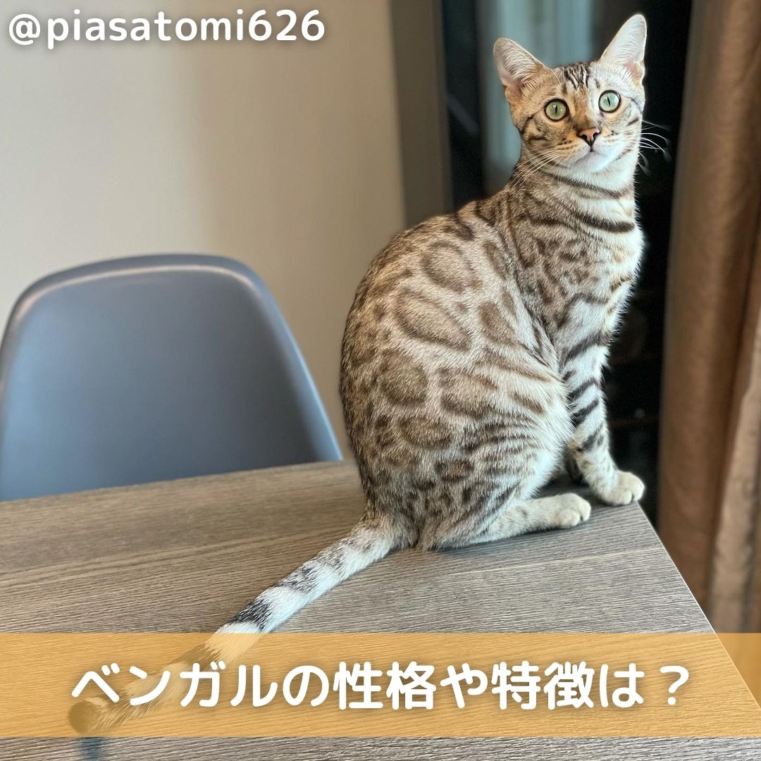 ベンガル猫の性格や特徴は 飼い方や価格 しつけや病気も解説 Moffme