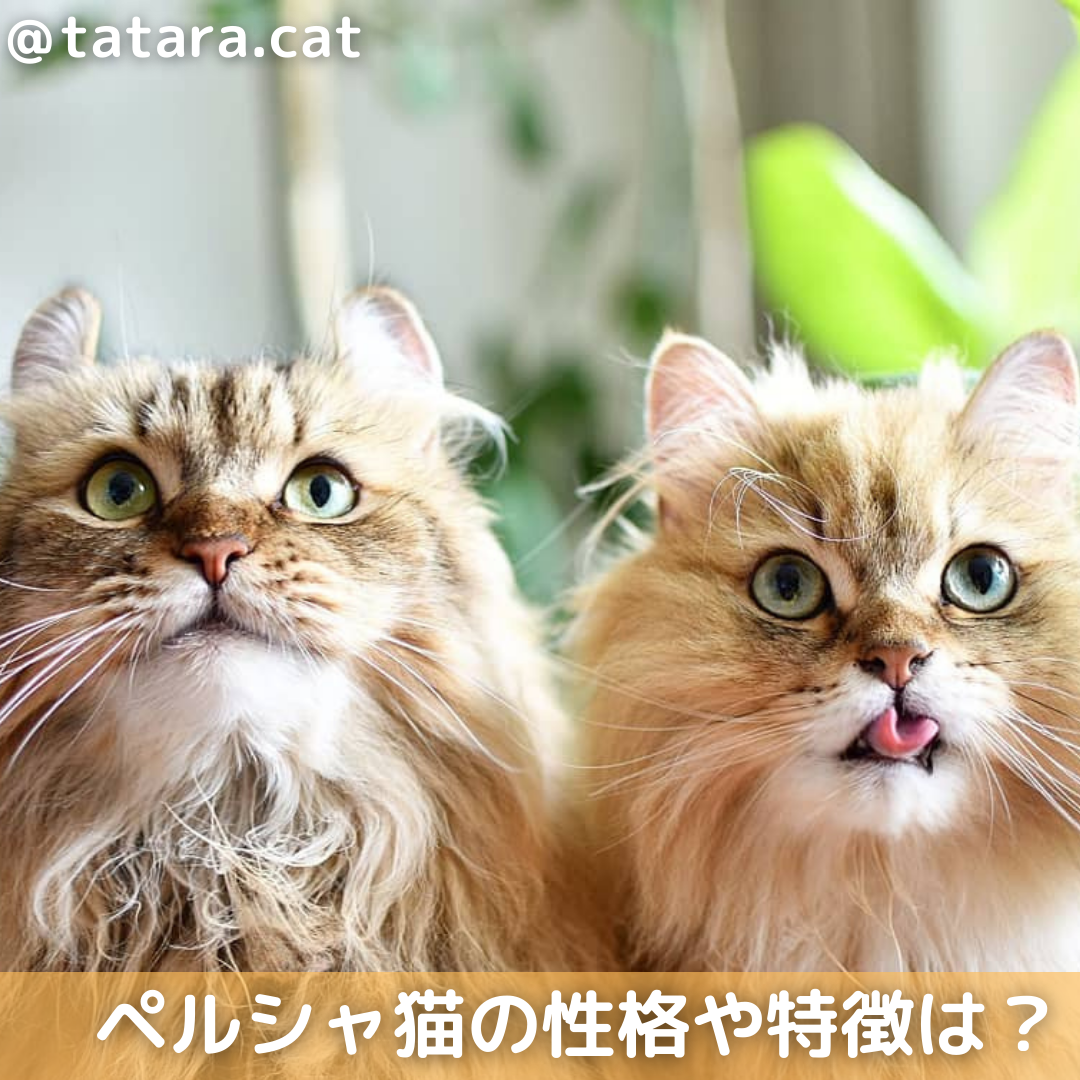 ペルシャの性格や特徴は 飼い方のコツやチンチラとの違いも解説 Moffme ペルシャの性格や特徴は 飼い方のコツやチンチラとの違いも解説 Moffme
