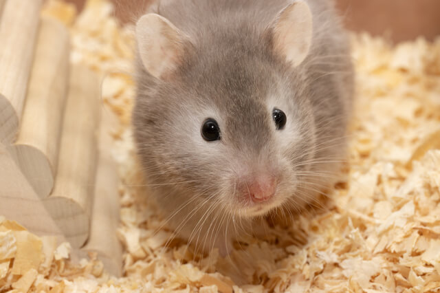 獣医師監修 ハムスターの平均寿命は 種類ごとの寿命と飼育方法を解説 Moffme