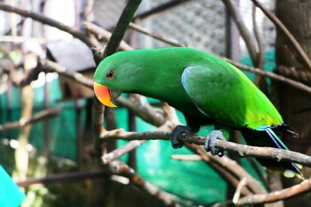 獣医師監修 ワカケホンセイインコの平均寿命や性格は 飼育方法も紹介 Moffme