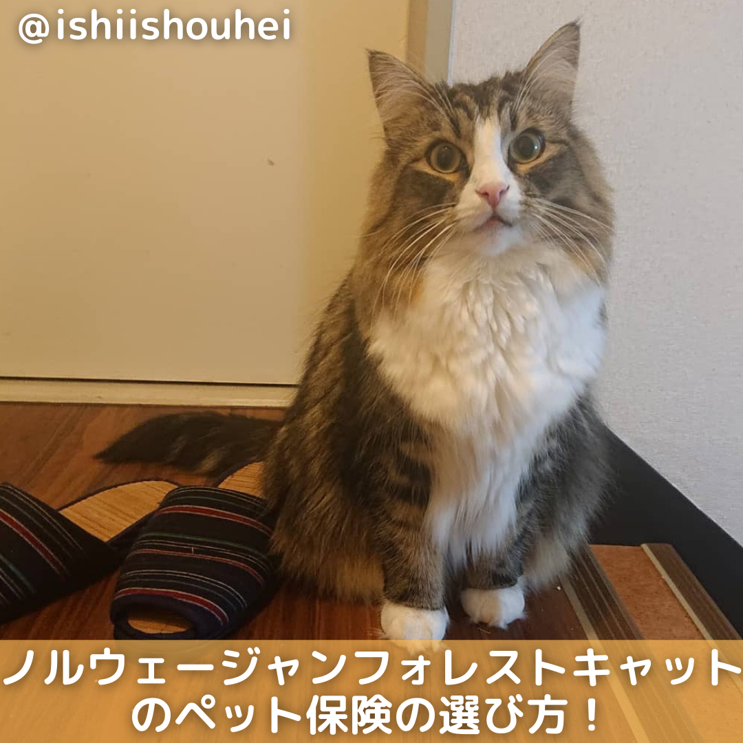 ノルウェージャンフォレストキャットのペット保険の選び方 Moffme