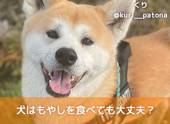 獣医師監修 犬はもやしを食べても大丈夫 栄養素やダイエット効果についても解説 Moffme