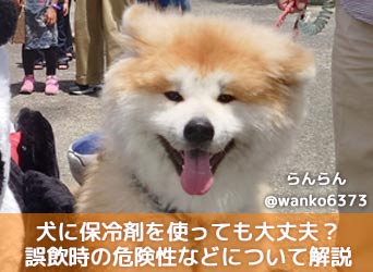 獣医師監修 犬に保冷剤を使っても大丈夫 誤飲時の危険性などについて解説 Moffme