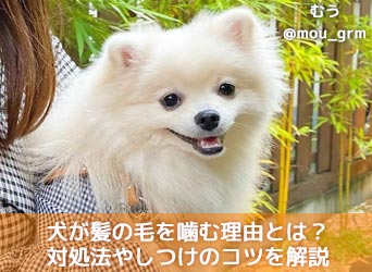 獣医師監修 犬が髪の毛を噛む理由とは 対処法やしつけのコツをわかりやすく解説 Moffme