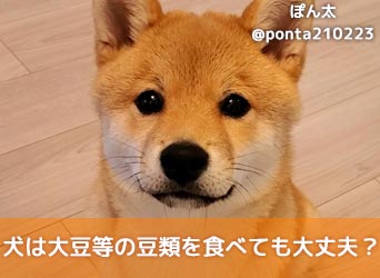 獣医師監修 犬は大豆等の豆類を食べても大丈夫 正しい与え方や注意点を解説 Moffme